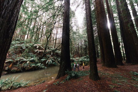 LGBT+ Friendly 3 Day Private Tour Great Ocean Road & Phillip Island - Accommodation Rockhampton 2