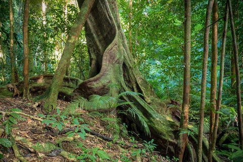 Private Daintree Mossman Gorge Exclusive Nature And Wildlife Focus - Accommodation Rockhampton 0