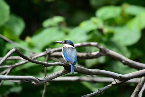 Private Daintree Mossman Gorge Exclusive Nature And Wildlife Focus - Accommodation Rockhampton 1