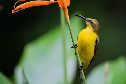 Private Daintree Mossman Gorge Exclusive Nature And Wildlife Focus - Accommodation Rockhampton 2