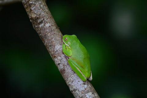 Private Daintree Mossman Gorge Exclusive Nature And Wildlife Focus - Accommodation Rockhampton 3