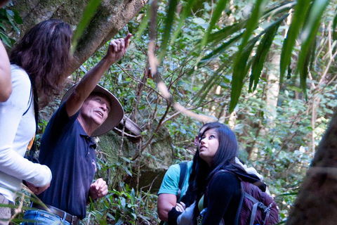 Natural Bridge & Springbrook Waterfalls Tour - Accommodation Rockhampton 4