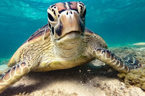 Sail, Snorkel, SUP & Kayak Charter Whitsundays - Accommodation Rockhampton 0