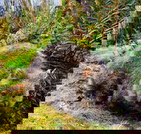 Cradle Mountain National Park Day Tour from Launceston - Accommodation Rockhampton