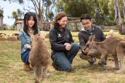 Bonorong Wildlife Park And Richmond Afternoon Tour From Hobart - Accommodation Rockhampton 1