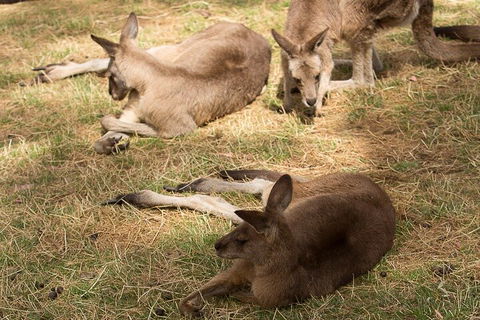 Bonorong Wildlife Park And Richmond Afternoon Tour From Hobart - Accommodation Rockhampton 3