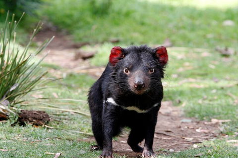 Bonorong Wildlife Park And Richmond Afternoon Tour From Hobart - Accommodation Rockhampton 4