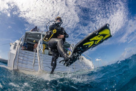 Silverswift Outer Great Barrier Reef Dive And Snorkel Cruise From Cairns - Accommodation Rockhampton 1