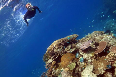 Silverswift Outer Great Barrier Reef Dive And Snorkel Cruise From Cairns - Accommodation Rockhampton 3
