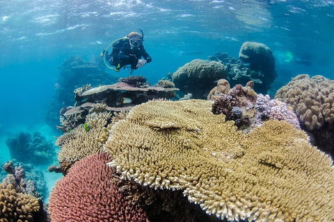 Silverswift Outer Great Barrier Reef Dive And Snorkel Cruise From Cairns - Accommodation Rockhampton 5