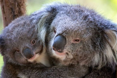 Half-Day Or Full-Day Tour With Private Guide From Melbourne - Accommodation Rockhampton 1