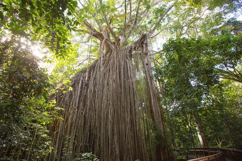 Double Pack-Ancient Rainforest And Waterfalls! - Accommodation Rockhampton 5