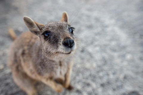 Chillagoe Caves And Outback Day Trip From Cairns - Accommodation Rockhampton 2