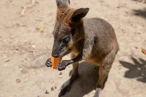 Chillagoe Caves And Outback Day Trip From Cairns - Accommodation Rockhampton 5