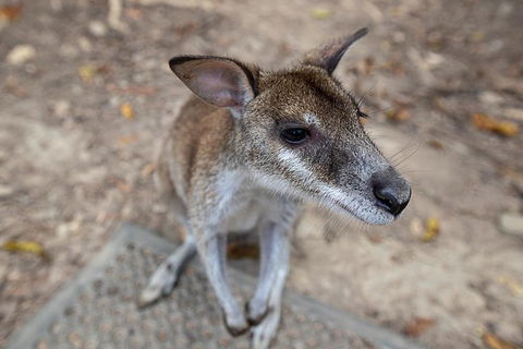 2 Day Daintree Rainforest, Cape Tribulation And Outback Chillagoe Tour - Accommodation Rockhampton 4