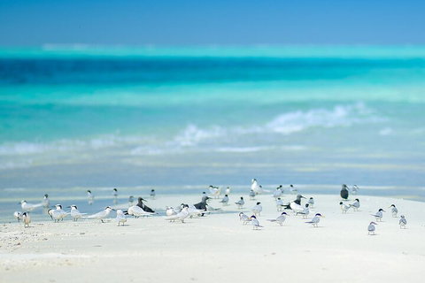 Private Coral Cay Bubbles Tour - Accommodation Rockhampton 2