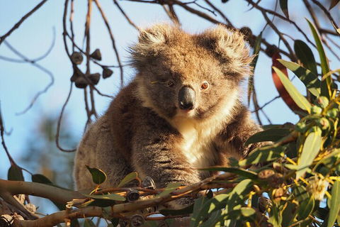 2-Hour Koala Walking Tour In Kangaroo Island - Accommodation Rockhampton 0