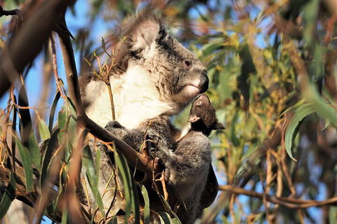2-Hour Koala Walking Tour In Kangaroo Island - Accommodation Rockhampton 1