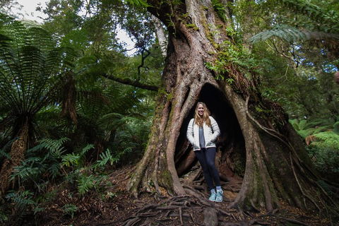 Great Ocean Road Small-Group Ecotour From Melbourne - Accommodation Rockhampton 4