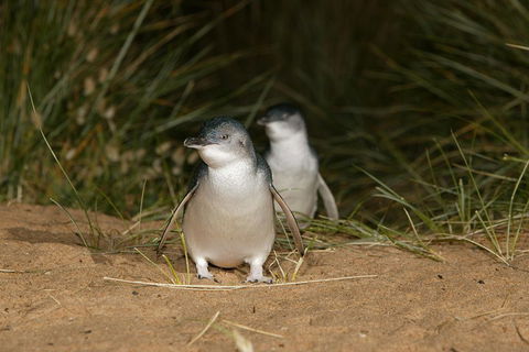 Phillip Island Penguin, Brighton Beach, Moonlit Sanctuary From Melbourne - Accommodation Rockhampton 2