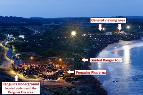 Phillip Island Penguin, Brighton Beach, Moonlit Sanctuary From Melbourne - Accommodation Rockhampton 4