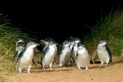 Phillip Island Penguin, Brighton Beach, Moonlit Sanctuary From Melbourne - Accommodation Rockhampton 5