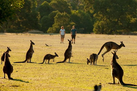 Grampians National Park Small-Group Eco Tour From Melbourne - Accommodation Rockhampton 4