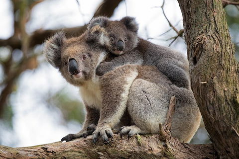 Great Ocean Road Sunset Tour From Melbourne - Accommodation Rockhampton 0