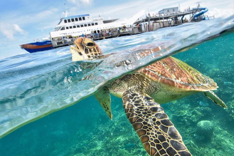 Scenic Helicopter Flight To Moore Reef And Return Snorkeling Cruise From Cairns - Accommodation Rockhampton 0