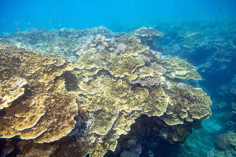 Scenic Helicopter Flight To Moore Reef And Return Snorkeling Cruise From Cairns - Accommodation Rockhampton 2