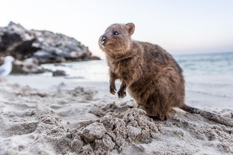 Fremantle To Rottnest Island Roundtrip Ferry Ticket - Accommodation Rockhampton 1