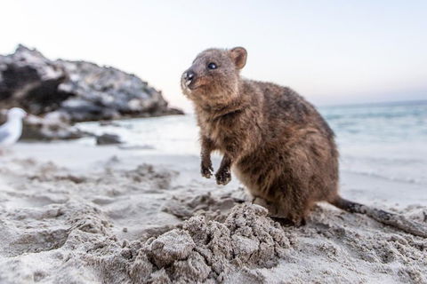 Rottnest Island All-Inclusive Grand Island Tour From Fremantle - Accommodation Rockhampton 2