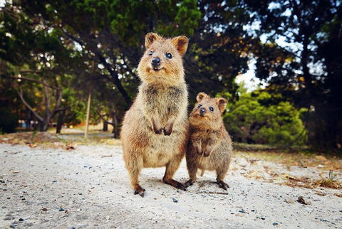 Rottnest Island All-Inclusive Grand Island Tour From Fremantle - Accommodation Rockhampton 5