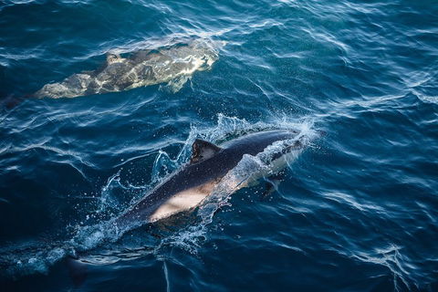 Sydney Whale-Watching Cruise - Accommodation Rockhampton 0