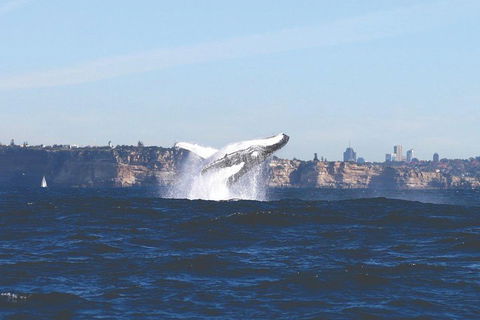 Sydney Whale-Watching Cruise - Accommodation Rockhampton 3