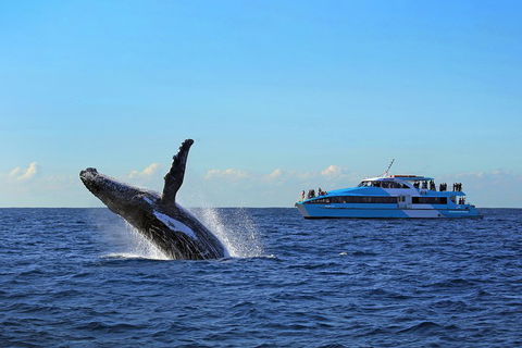 Sydney Whale-Watching Cruise - Accommodation Rockhampton 5