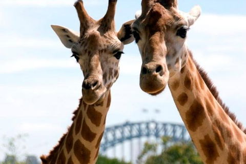 Sydney Harbour Ferry With Taronga Zoo Entry Ticket - Accommodation Rockhampton 1