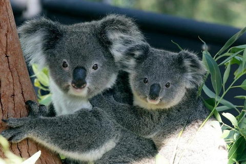 Sydney Harbour Ferry With Taronga Zoo Entry Ticket - Accommodation Rockhampton 3