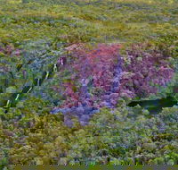 Litchfield Park  Daly River - Scenic Flight From Darwin - Accommodation Rockhampton