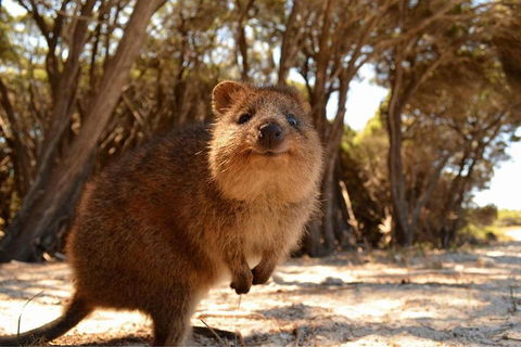 Wave Rock & Rottnest Island - Air & Ground Tour - Accommodation Rockhampton 0