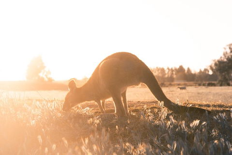 Small Group - 12 Apostles, Otways & Great Ocean Road Day Tour From Melbourne - Accommodation Rockhampton 0