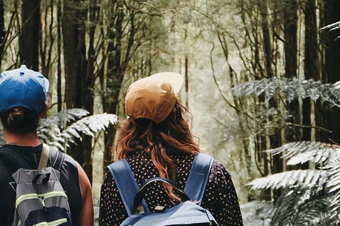 Small Group - 12 Apostles, Otways & Great Ocean Road Day Tour From Melbourne - Accommodation Rockhampton 3