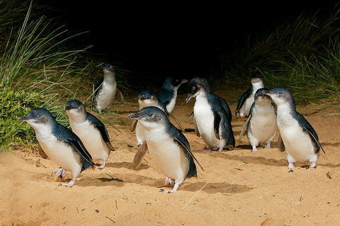 Small Group - Phillip Island Hike & Penguin Parade Day Tour From Melbourne - Accommodation Rockhampton 1