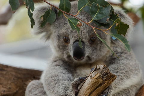 Small Group - Phillip Island Hike & Penguin Parade Day Tour From Melbourne - Accommodation Rockhampton 4