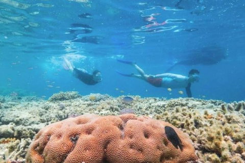 Great Barrier Reef Day Cruise To Reefworld - Accommodation Rockhampton 1