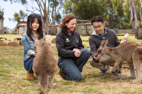 Bonorong Wildlife Park And Richmond Afternoon Tour From Hobart - Accommodation Rockhampton 1