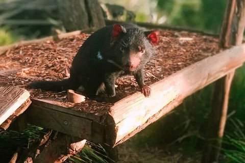 Bonorong Wildlife Park And Richmond Afternoon Tour From Hobart - Accommodation Rockhampton 4