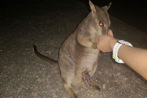 Private Tour To Paronella Park, Historic Village Herberton And Wild Life Wallaby - Accommodation Rockhampton 0