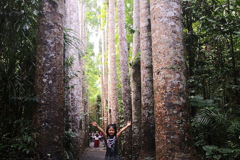 Private Tour To Paronella Park, Historic Village Herberton And Wild Life Wallaby - Accommodation Rockhampton 2