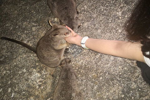 Private Tour To Paronella Park, Historic Village Herberton And Wild Life Wallaby - Accommodation Rockhampton 4